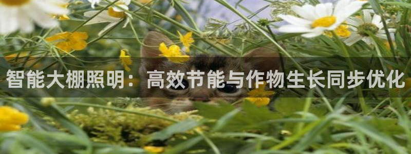 智能大棚照明：高效节能与作物生长同步优化